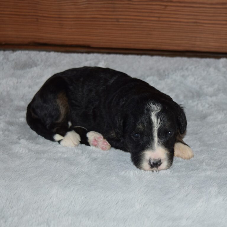 Piper is an F1 standard Bernedoodle black tri-color male
