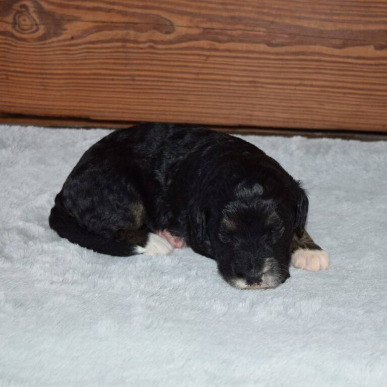 Quest is an F1 standard Bernedoodle black tri-color male