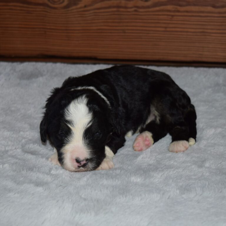 Rudolph is an F1 standard black tri-color Bernedoodle male