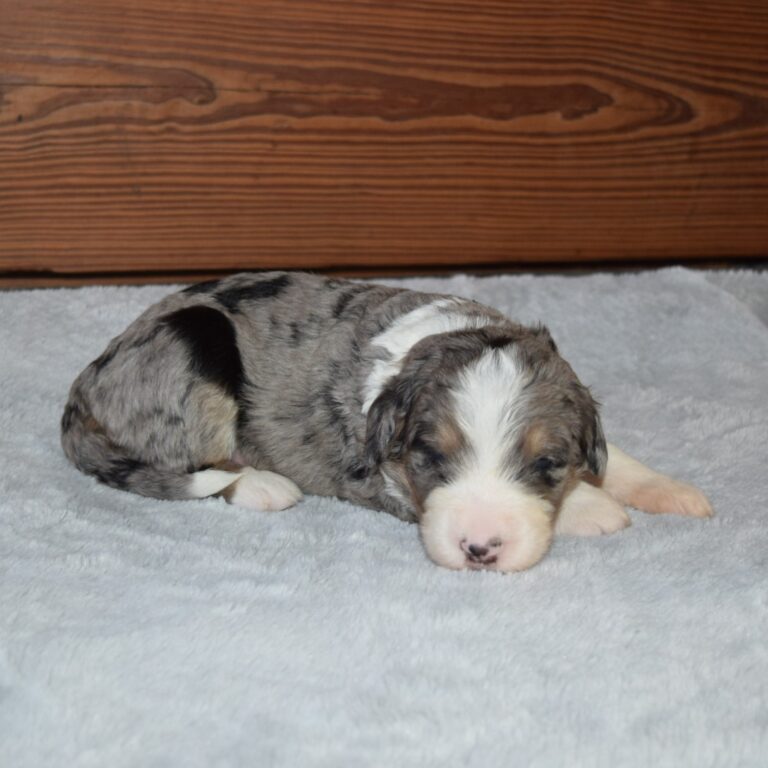 Stormy is an F1 blue merle standard bernedoodle