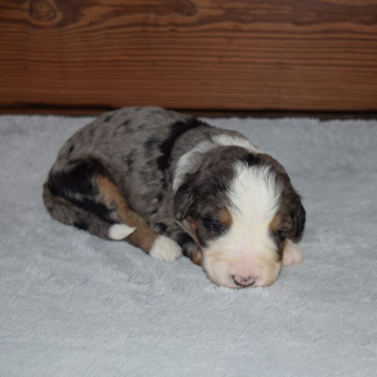 Tinsel is an F1 blue merle standard bernedoodle