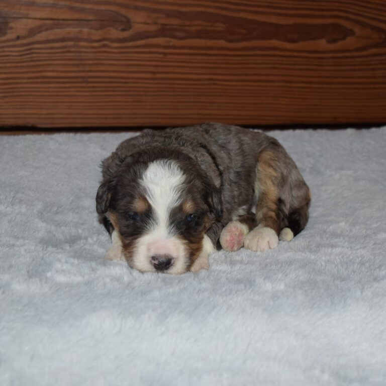 Uriah is an F1 blue merle standard bernedoodle male