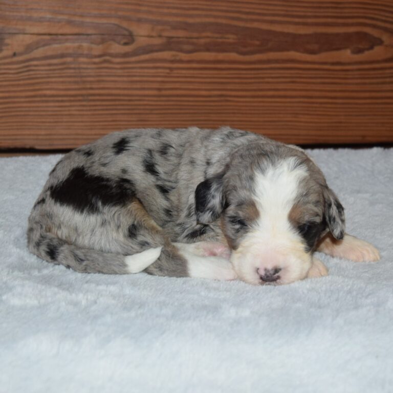Vesper is an F1 blue merle standard bernedoodle male