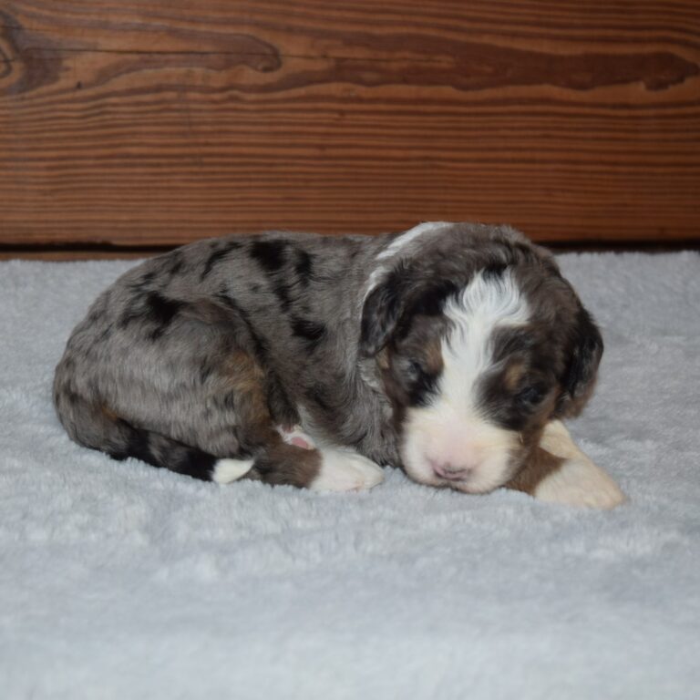 Winter is an F1 blue merle standard bernedoodle male