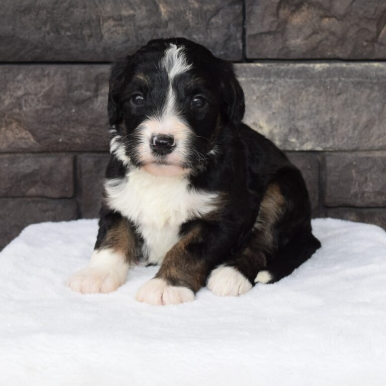 Piper is an F1 standard Bernedoodle black tri-color male