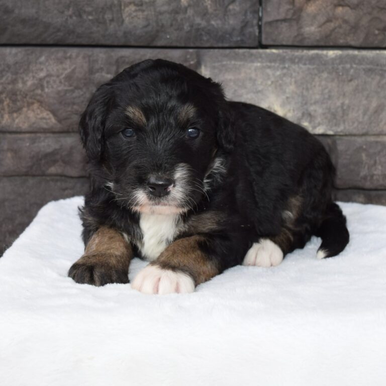 Quest is an F1 standard Bernedoodle black tri-color male