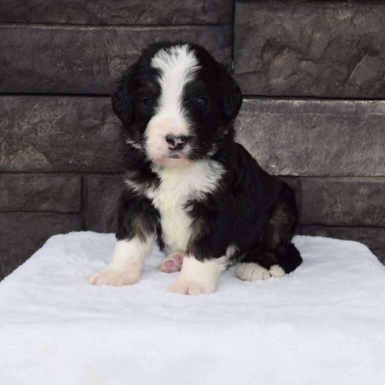 Rudolph is an F1 standard black tri-color Bernedoodle male