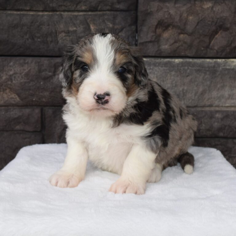 Stormy is an F1 blue merle standard bernedoodle