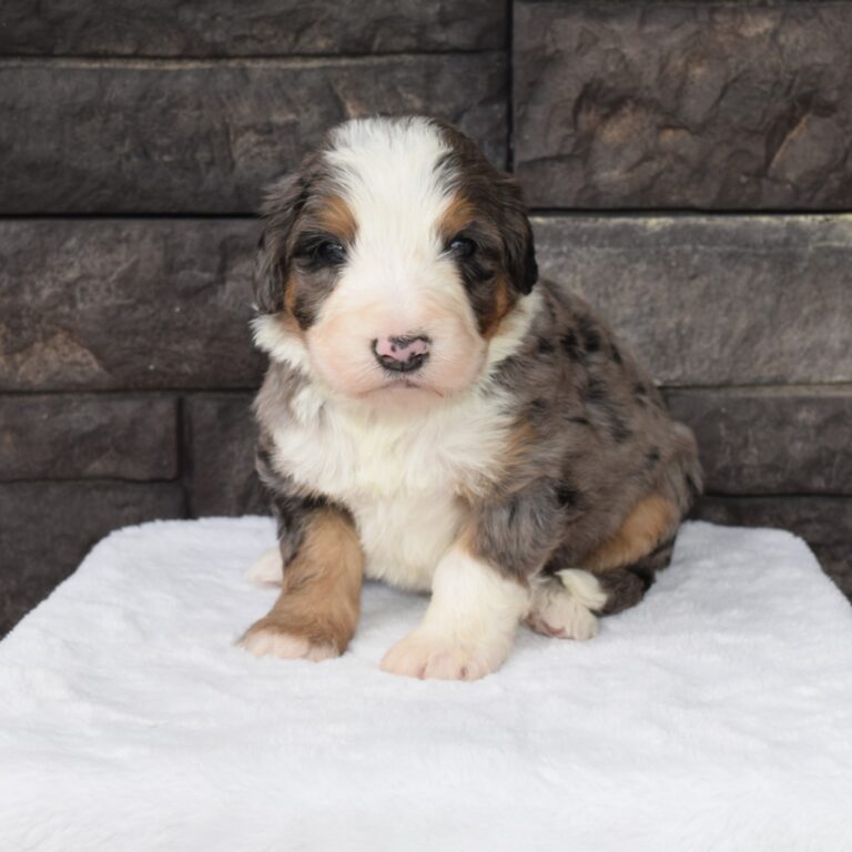 Tinsel is an F1 blue merle standard bernedoodle