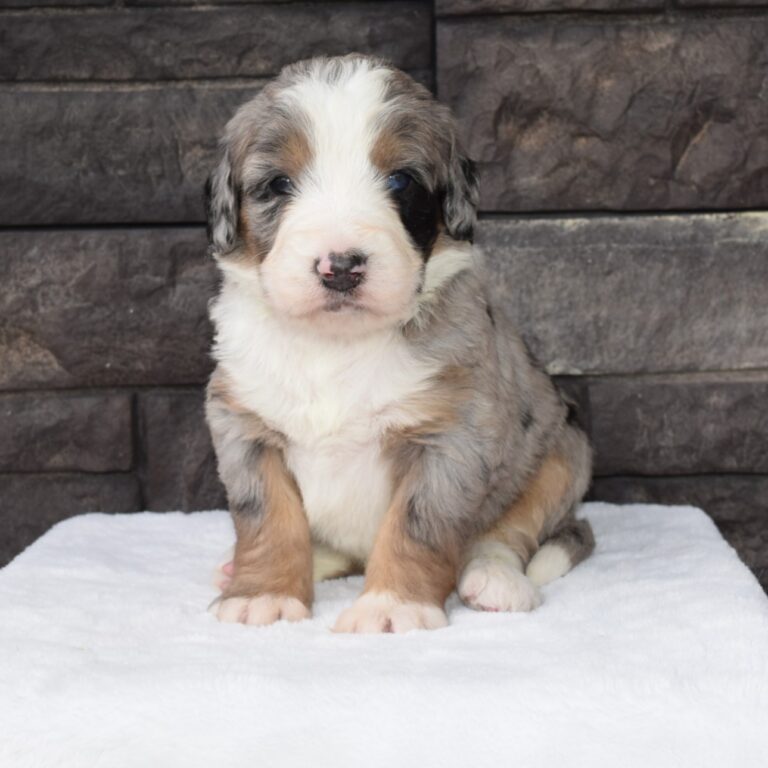 Vesper is an F1 blue merle standard bernedoodle male