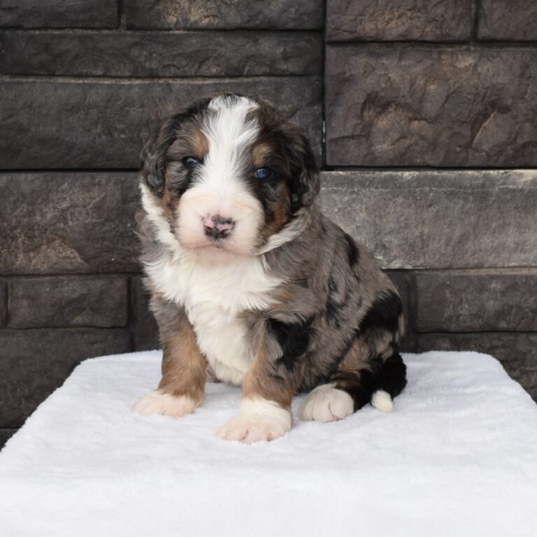 Winter is an F1 blue merle standard bernedoodle male