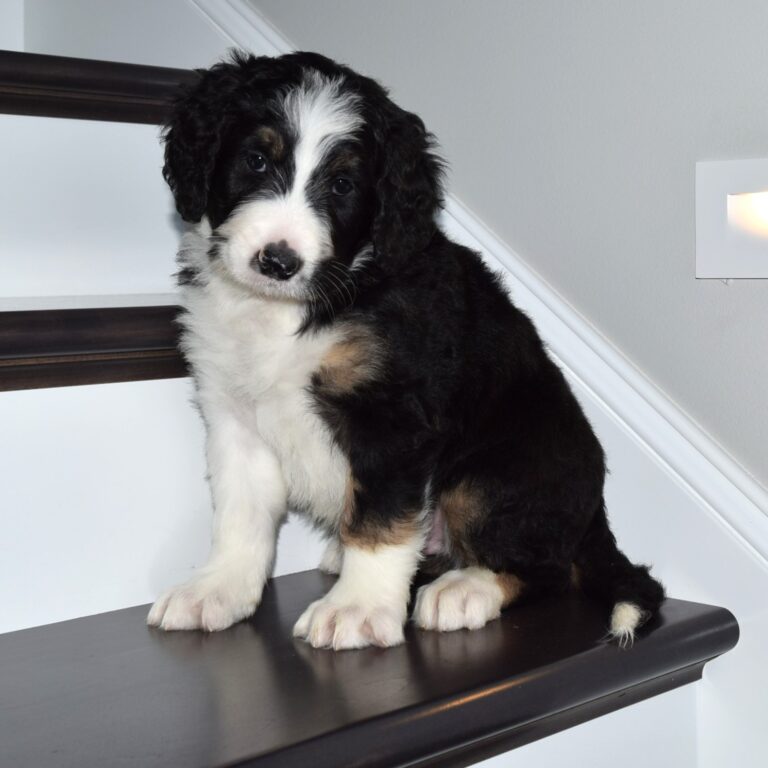 Olaf is an F1 standard Bernedoodle black tri-color male