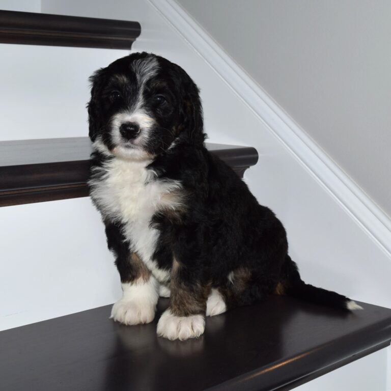 Piper is an F1 standard Bernedoodle black tri-color male