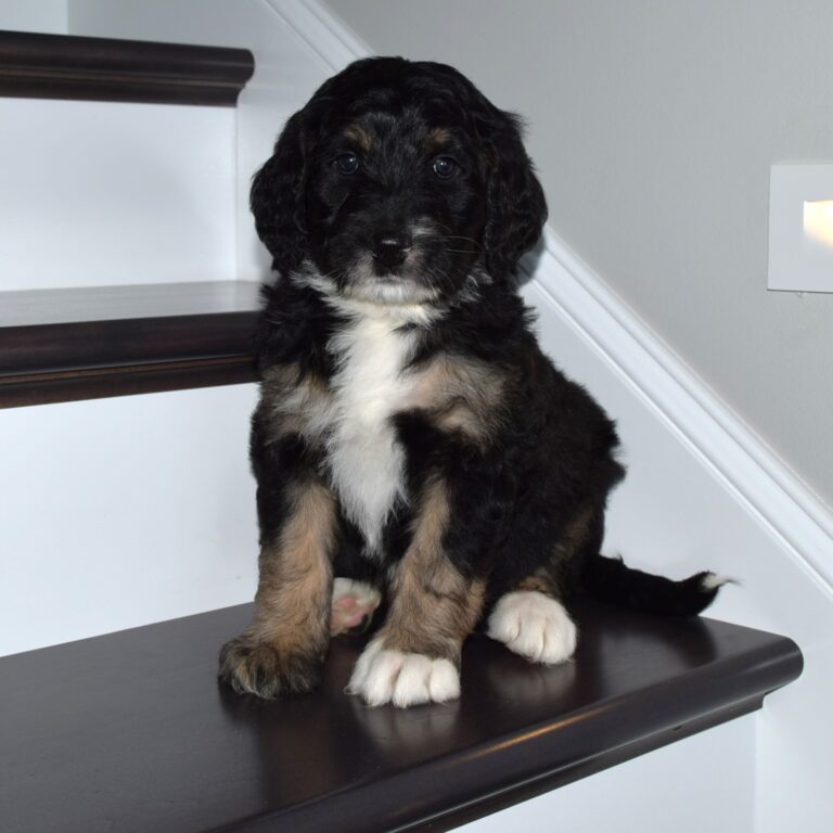 Quest is an F1 standard Bernedoodle black tri-color male