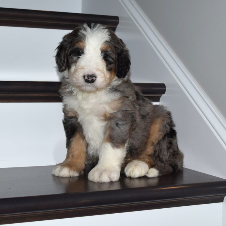 Tinsel is an F1 blue merle standard bernedoodle