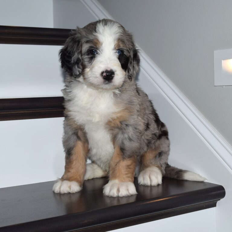 Vesper is an F1 blue merle standard bernedoodle male