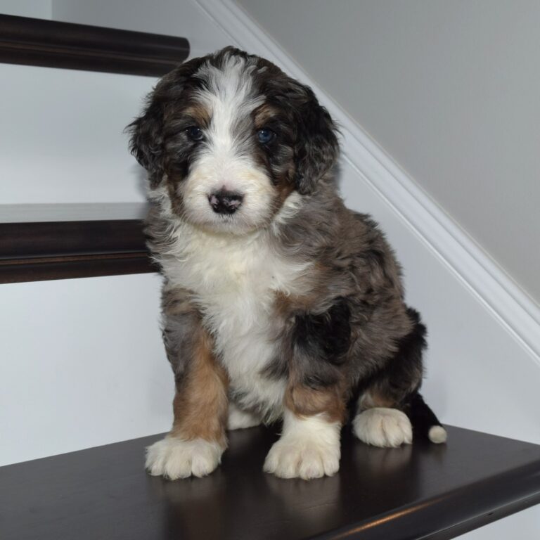 Winter is an F1 blue merle standard bernedoodle male