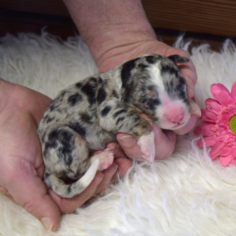 Vayda is our F1 blue merle tri-color standard Bernedoodle female