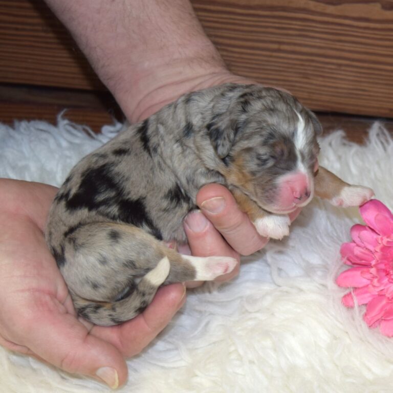 Willow is our F1 blue merle tri-color standard Bernedoodle female