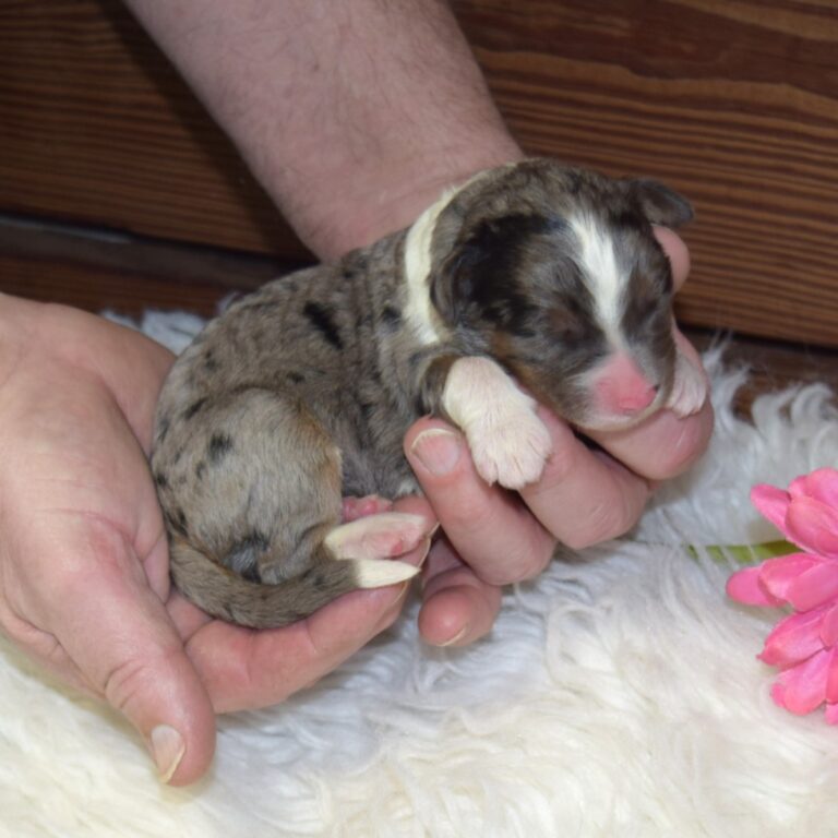Xyla is our F1 blue merle tri-color standard Bernedoodle female