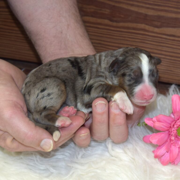 Yasmin is our F1 blue merle tri-color standard Bernedoodle female