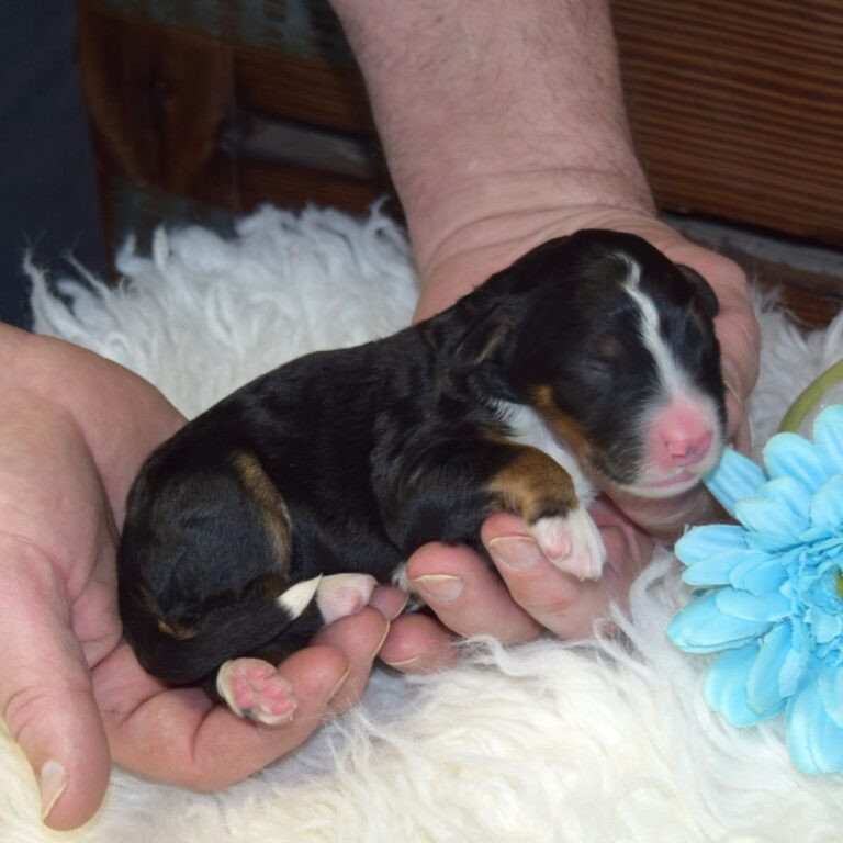 Waylon is our F1 black tri-color standard Bernedoodle male