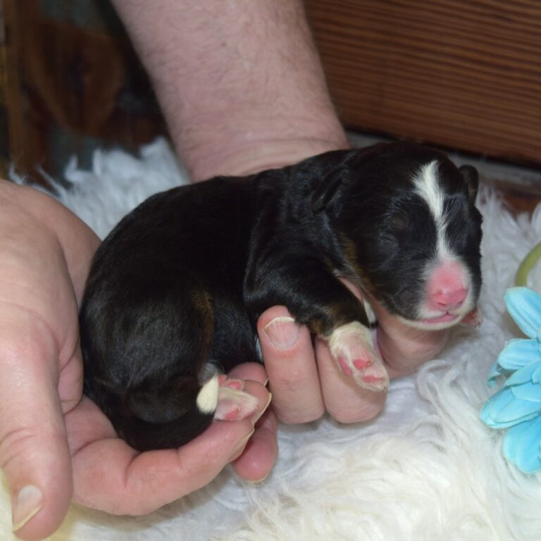 Xaviel is our F1 black tri-color standard Bernedoodle male