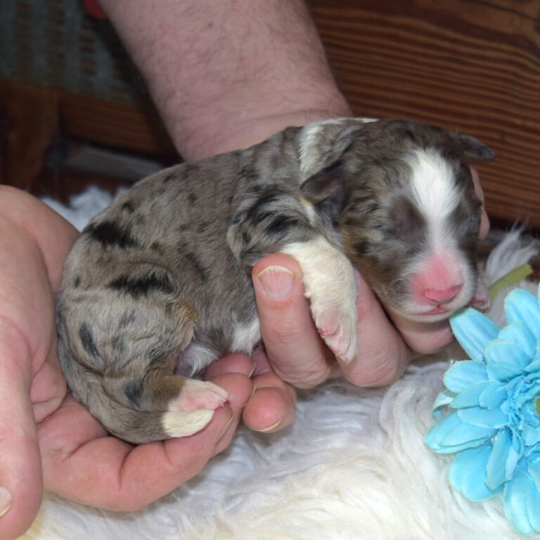 Yakov is an F1 blue merle standard bernedoodle