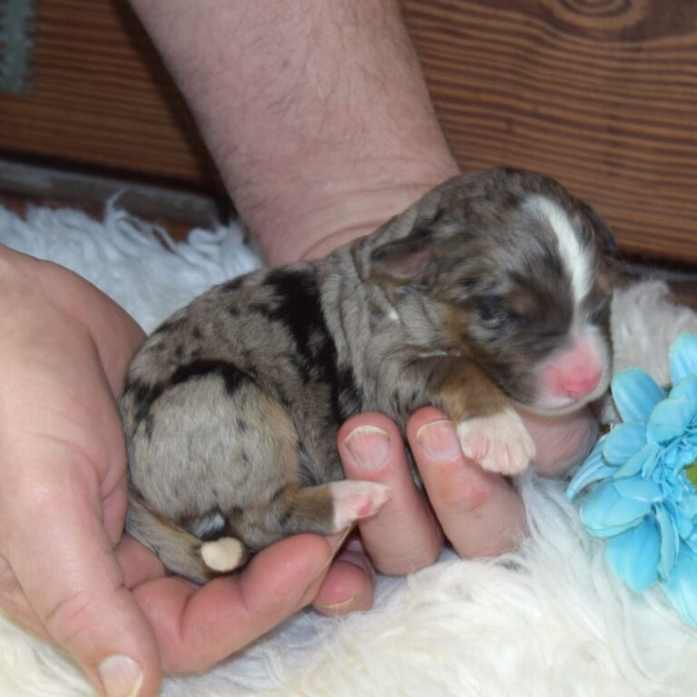 Zuriel is an F1 blue merle standard bernedoodle