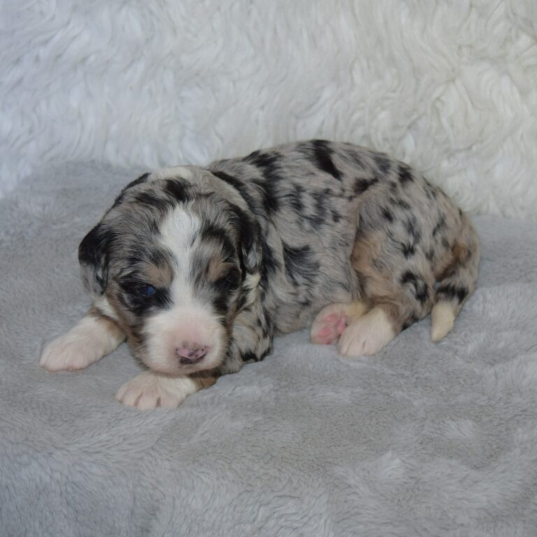 Vayda is our F1 blue merle tri-color standard Bernedoodle female
