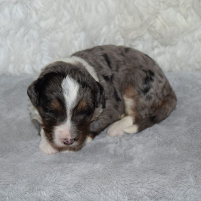 Xyla is our F1 blue merle tri-color standard Bernedoodle female