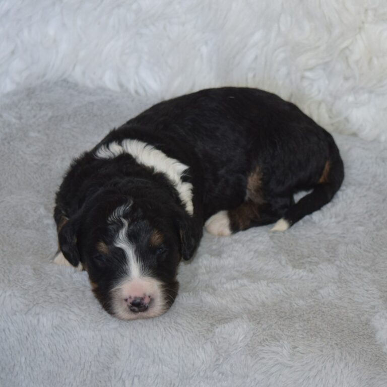 Waylon is our F1 black tri-color standard Bernedoodle male