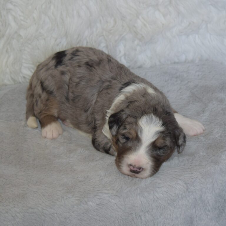 Yakov is an F1 blue merle standard bernedoodle