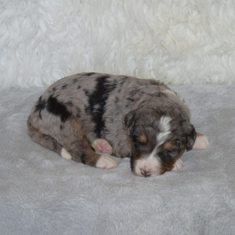 Zuriel is an F1 blue merle standard bernedoodle