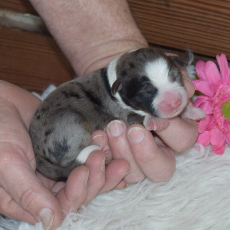 Pearl is our F1b Tiny Micro-mini Bernedoodle female