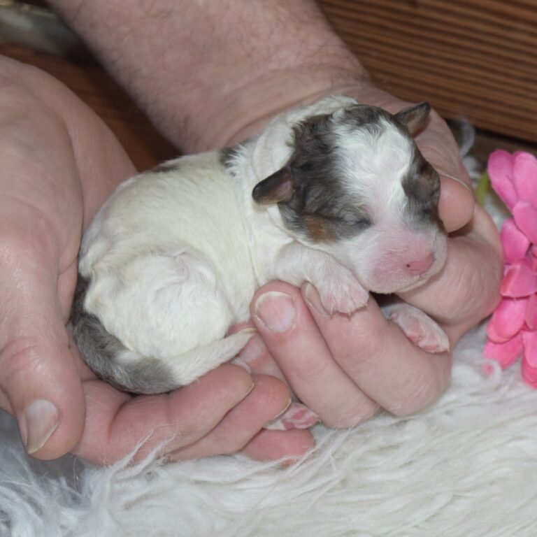 Ruby is our Blue Merle F1b Tiny Micro-mini Bernedoodle female