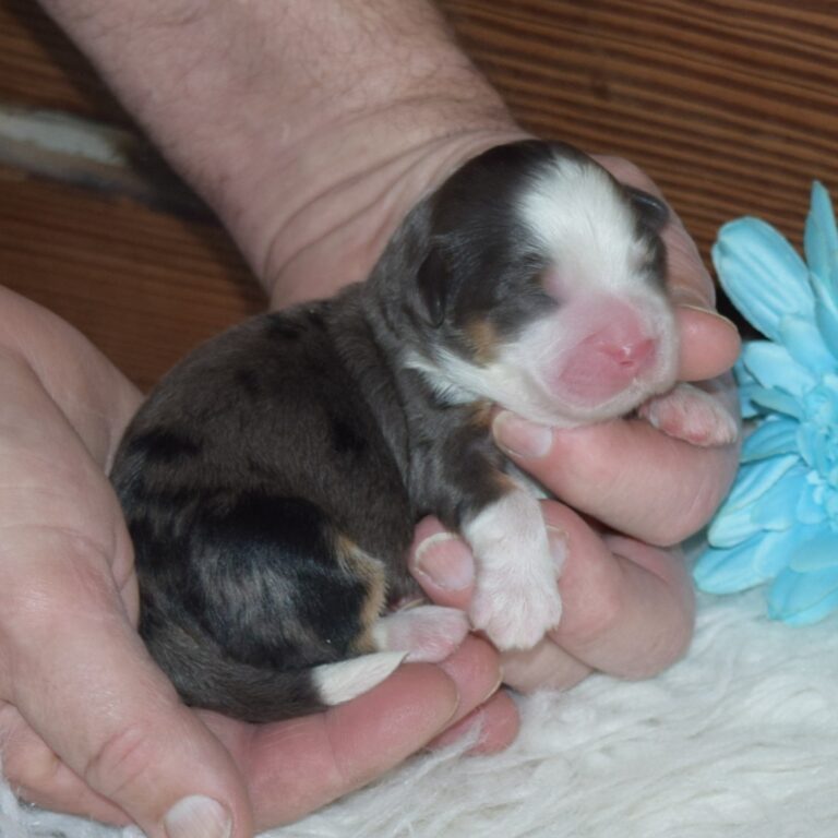 Topaz is our Blue Merle F1b Tiny Micro-mini Bernedoodle male