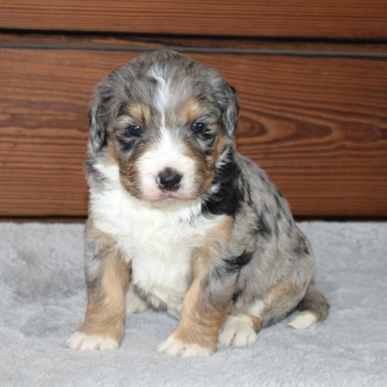 Willow is our F1 blue merle tri-color standard Bernedoodle female