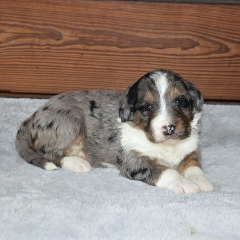 Xyla is our F1 blue merle tri-color standard Bernedoodle female