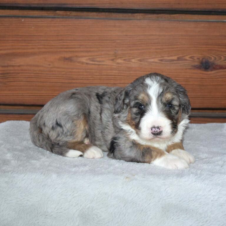 Yasmin is our F1 blue merle tri-color standard Bernedoodle female
