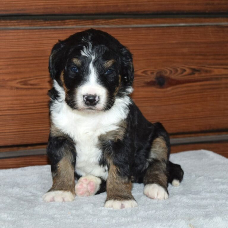 Waylon is our F1 black tri-color standard Bernedoodle male