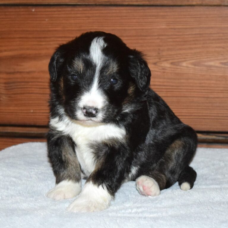Xaviel is our F1 black tri-color standard Bernedoodle male