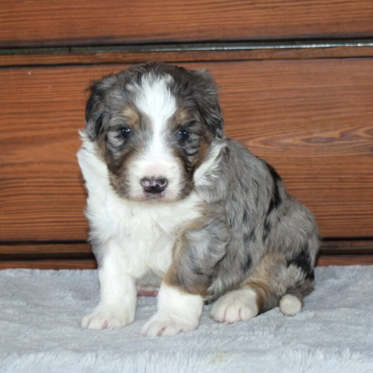Yakov is an F1 blue merle standard bernedoodle