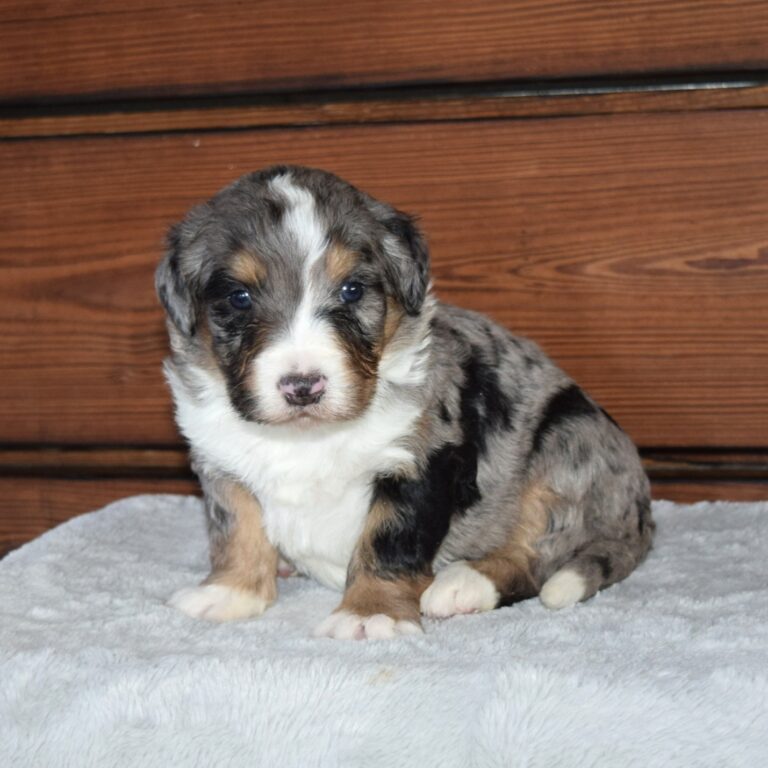 Zuriel is an F1 blue merle standard bernedoodle