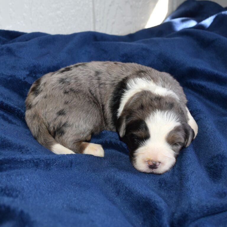 Pearl is our F1b Tiny Micro-mini Bernedoodle female