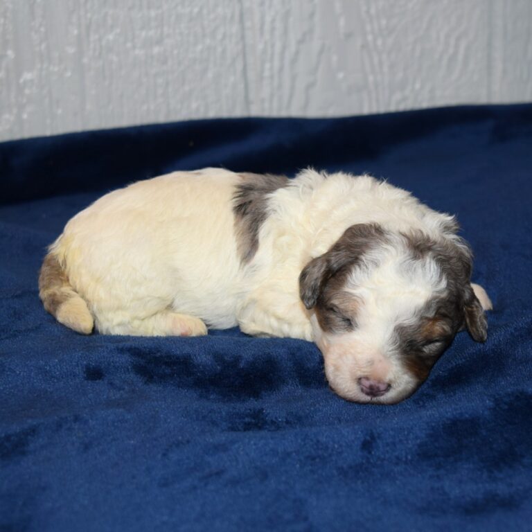 Ruby is our Blue Merle F1b Tiny Micro-mini Bernedoodle female