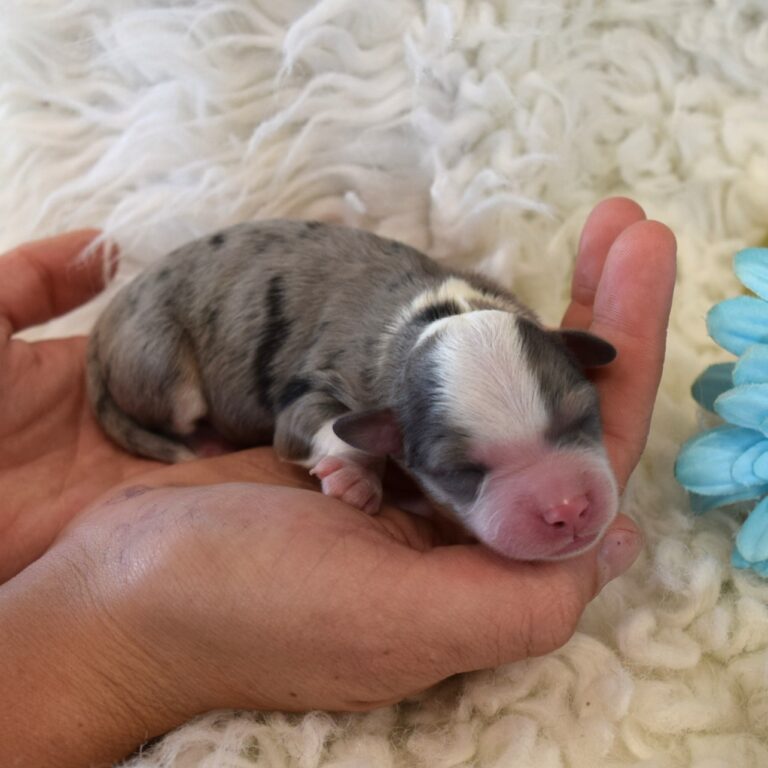 Forest is our F1b Tiny (micro-mini) blue merle tri-color Bernedoodle male