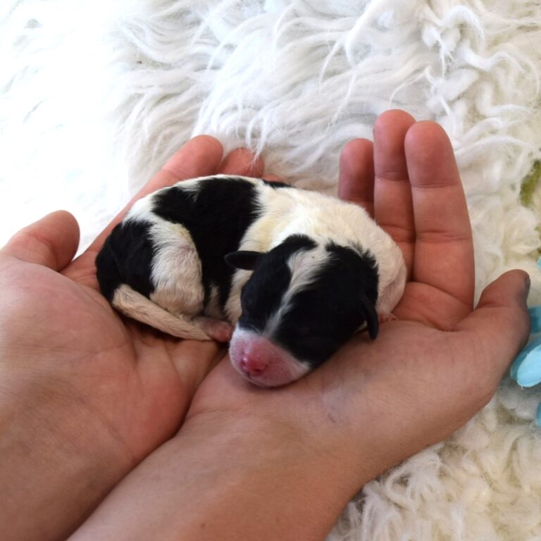 Ridge is our F1b Tiny (micro-mini) black and white tri-color Bernedoodle male