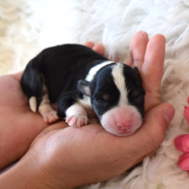Blossom is our F1b Tiny (micro-mini) black tri-color Bernedoodle female