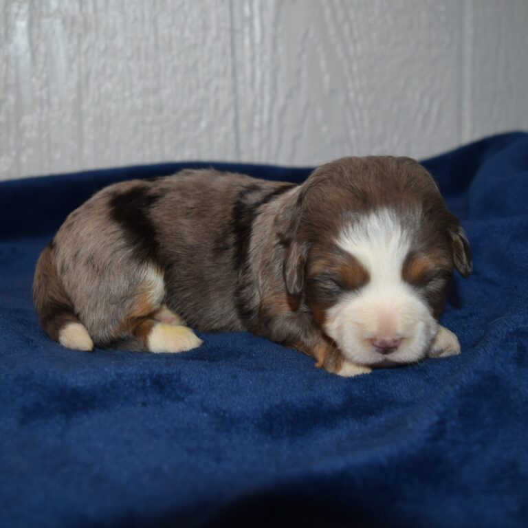 Opal is our Blue Merle F1b Tiny Micro-mini Bernedoodle female